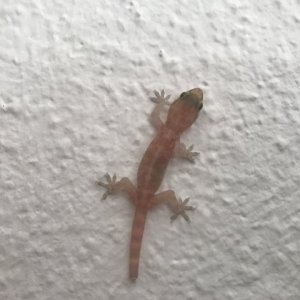 Gecko