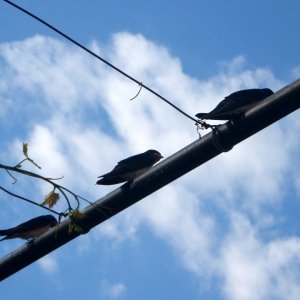 Jungschwalben bei den ertsen Flugversuchen