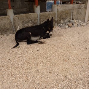 Dalmatien: BERG KOZJAK > Esel auf dem Bauernhof
