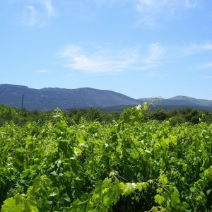 Mitteldalmatien: INSEL HVAR > Ebene von Stari Grad