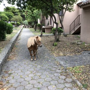 Ferienanlage Medena