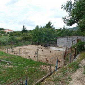 Dalmatien: Kastela> Hühnerhof
