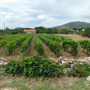 Dalmatien: Kastela> Weinanbau