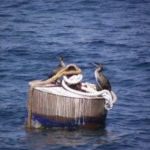 Kvarner Bucht: Senj>Kormoran