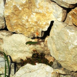 DSCF5643.JPG