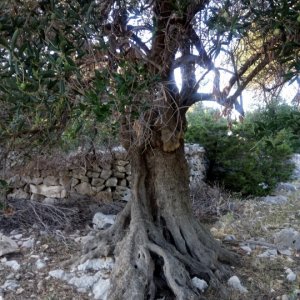 Insel Pag, Olivenbaum