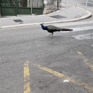 Pfau in Split