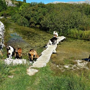 An der Cetina