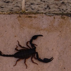 Istrien: PREMANTURA > Skorpion