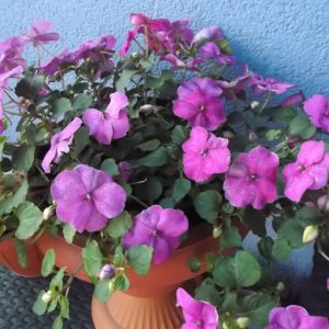 DSCF6784.JPG