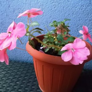DSCF6785.JPG