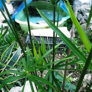 DSCF6795.JPG