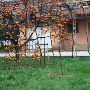 DSCF6874.JPG