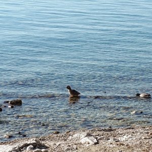 Meersburg Seepromenade (2).jpg