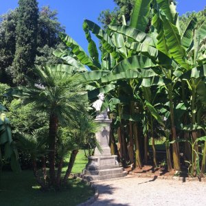 Kvarner OPATIJA - Park Centar - Bananen und Palmen