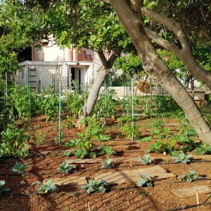 INSEL PAG: LUN: Gemüsegarten im Juni