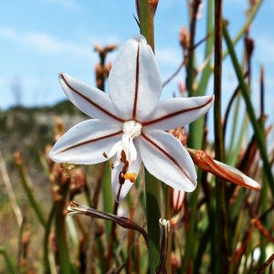 Wildblümchen