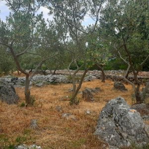 Olivenhain bei Stari Grad
