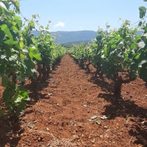 Weinanbau im Agerfeld