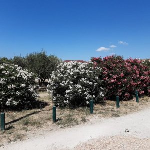 11_Solin Salona.jpg
