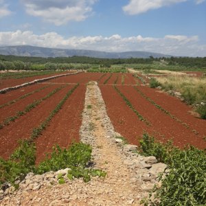 Dalmatien : STARI GRAD > Landwirtschaft