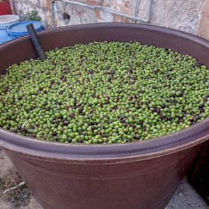 Dalmatien - POSTIRA - Landwirtschaft