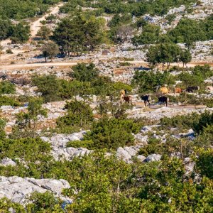 Dalmatien: MAKARSKA > Biokovo National Park