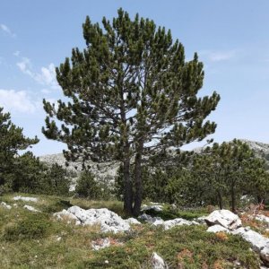 102_Biokovo Naturpark.jpg