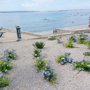 Kvarner: Crikvenica> Strandblumen