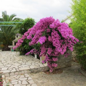 Istrien: LIZNJAN>Garten>Bougainvillea