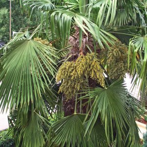 Istrien: POREC > grüne Palmenfrüchte