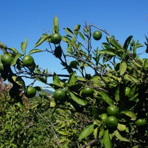 Dalmatien: NERETVA > Mandarinen