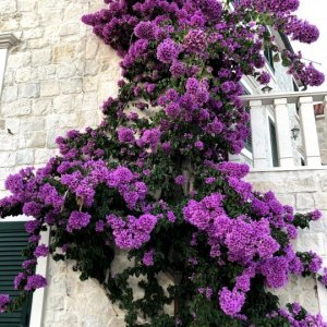 Dalmatien: Kastela>Bougainvillea