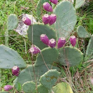 ISTRIEN: Insel Briuni: Kaktus mit Früchten