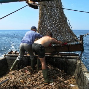 Istrien: bei POREC > Ernte_Meeresfrüchte