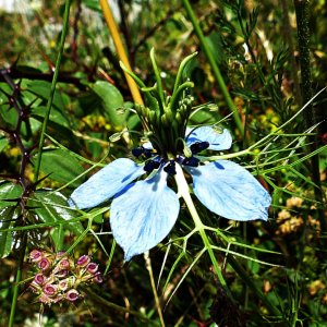 Wildblümchen