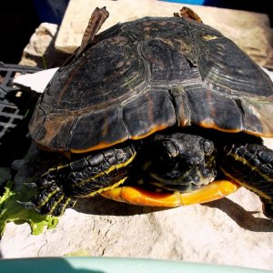 Wasserschildkröte
