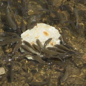 Dalmatien: VELA LUKA > Fischfütterung mit Palatschinken