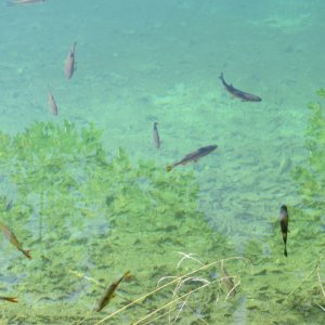 Landesinnere: PLITVICER SEEN > Fische