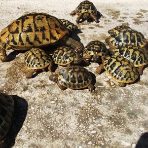 Schildkröten