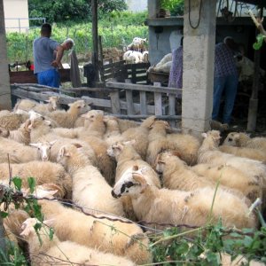 Kvarner: DRAGA BASCANSKA> Schafe im Pferch warten auf den Friseur