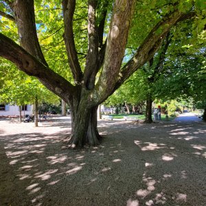 Baum-Stadtgarten