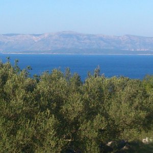 Olivenhain mit atemberaubenden Blick auf das Meer und die Insel Hvar