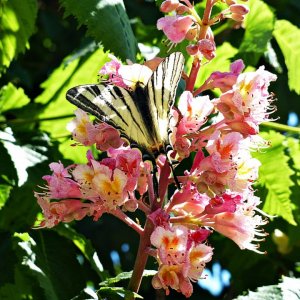 Schmetterling