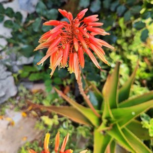 2_Aloe_delaetii_1_IMG_20240507_105418.jpg