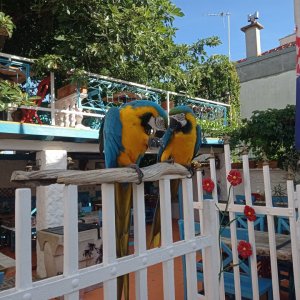 IMG_20240703_174116.jpg