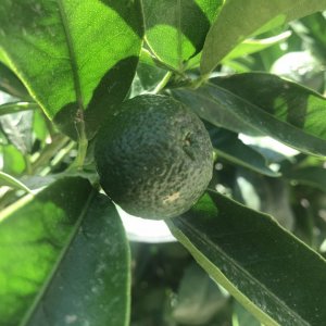 Istrien: LIZNJAN>unreife Mandarine