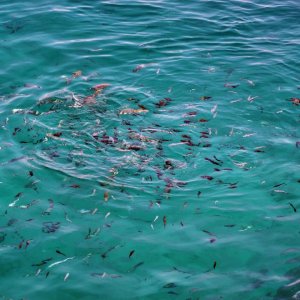 Dalmatien: Kornaten> Fischschwarm im Grünen