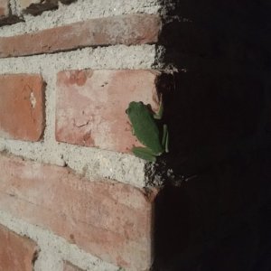 IMG_2083.jpeg