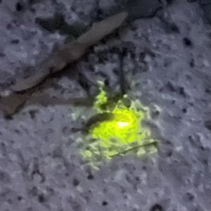 IMG_3994.jpeg